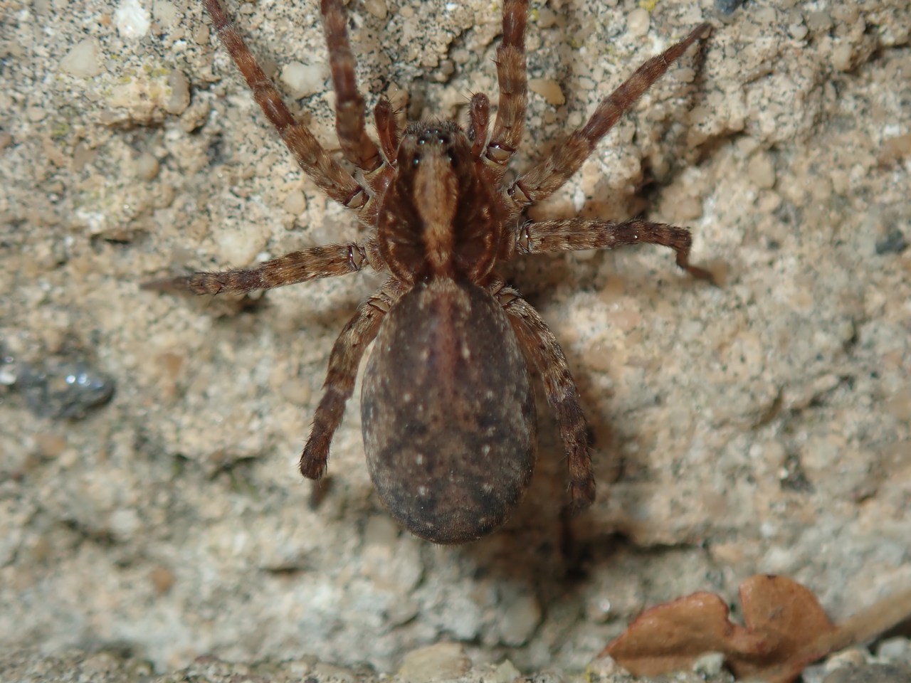 Trochosa sp
